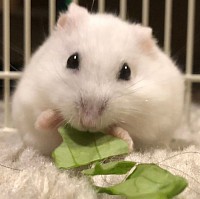 白玉